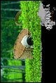 9788860590145 - Afriasia. Ediz. italiana e inglese